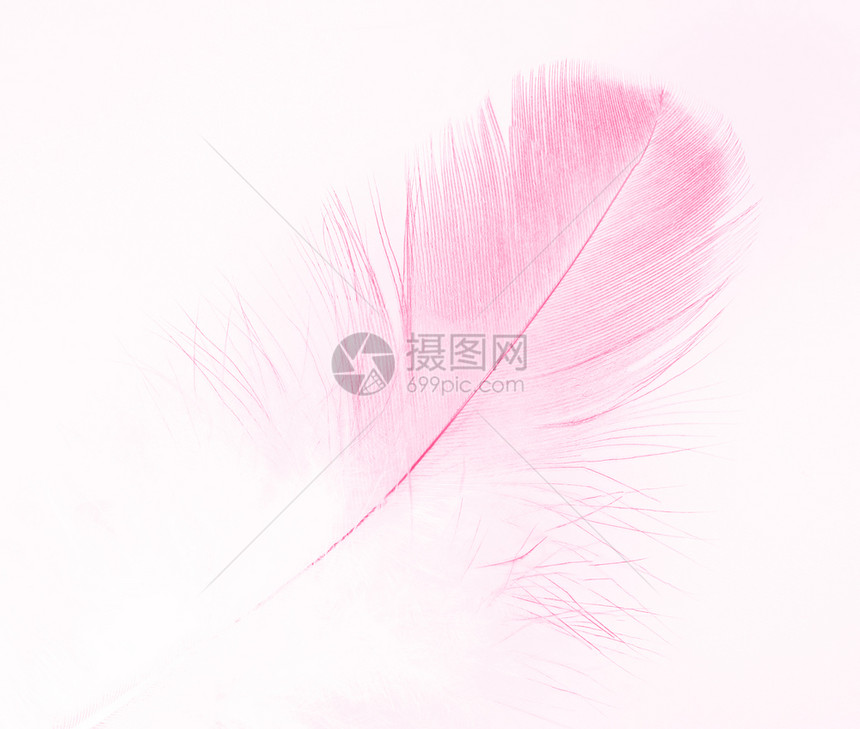 模糊颜色美丽的柔软粉红羽毛糊面白色背景被孤立抽象的图片