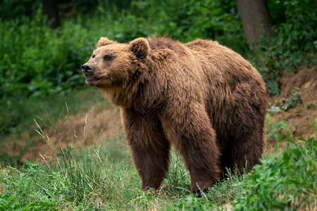 白令属野生动物远的堪察加棕熊Ursusarctosberingianus棕色皮大衣危险和攻击动物来自俄罗斯的大型哺乳动物背景