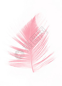 坠落情人节微妙的美丽柔软粉红羽毛糊面白色背景被孤立图片
