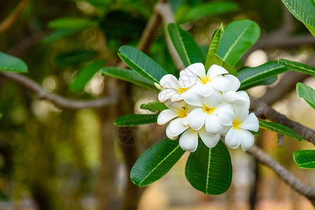 季节美丽的白色和黄弗吉帕尼花朵Apocynaceae家庭放松鸡蛋花图片