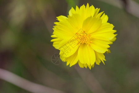 黑色的开花黄中心色Dahlia花朵季节图片