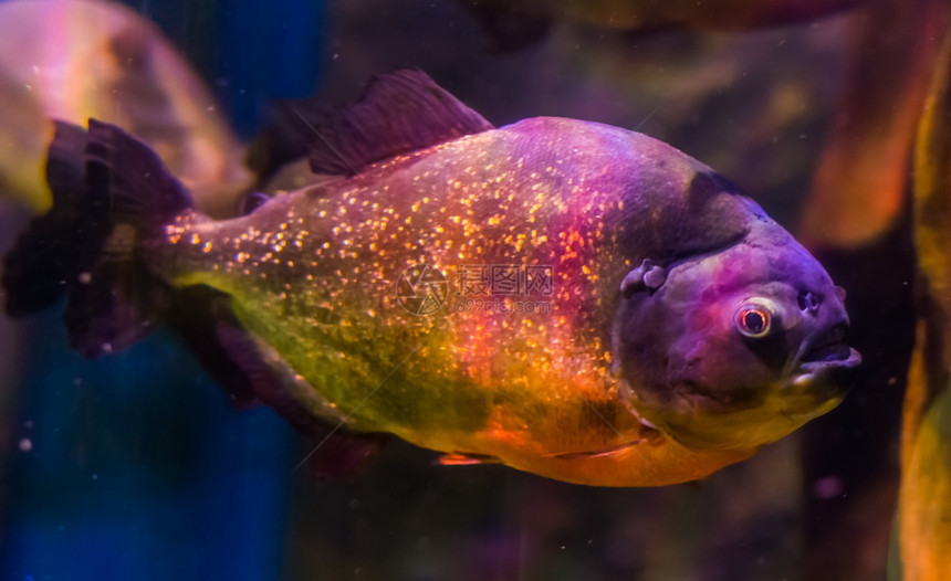 水族馆大腹便美洲的亚马孙盆地热带鱼这是一条多彩的鱼类有金色闪亮度标尺来自南美洲的亚马孙盆地热带鱼类图片