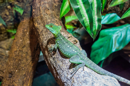 有鳞动物新的坐在树枝头戴盔的蜥蜴来自美洲的热带爬虫宠物上的一只女绿色羽状尾巴西里斯克图片