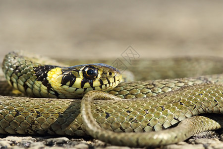 蛇纹石彩色的Natrixnatrix欧洲普通草蛇秤肉食动物图片