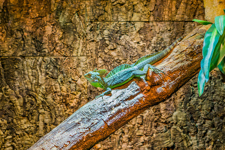 世界坐在树枝上男头戴盔的蜥蜴来自美洲的热带爬行动物亚马逊宠爬虫学图片