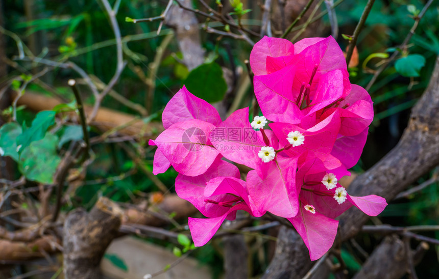 分支大型闭合流行热带花园植物自然背景的树枝上粉红布加林维亚花朵美国图片