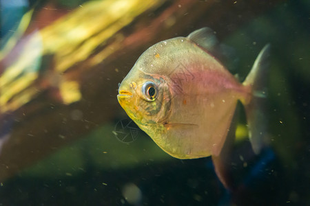 锯齿藻科眼睛水下异国情调一只闪发光的银元鱼在特闭中一个来自南美洲的受欢迎水族馆宠物背景