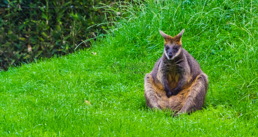 坐在一个沉思的姿势流行动物种放松男澳大利亚人图片