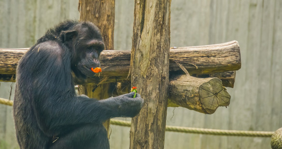 猴强大的一只吃蔬菜宠物喂养和照料的黑猩食用家畜原始人图片