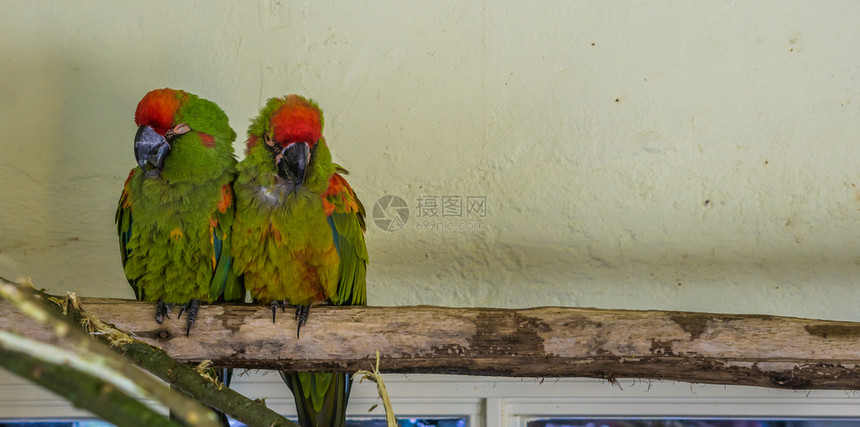 危急两只红面金刚鹦鹉紧地坐在来自玻利维亚的树枝热带和严重濒危鸟类上受欢迎的爱图片