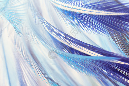波西米亚风格斯语色彩多羽毛紧闭的柔蓝色棕图案布局背景丰富多彩的图片