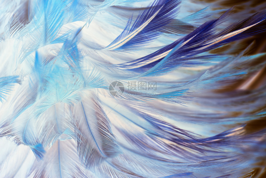 时尚色彩多羽毛紧闭的柔蓝色棕图案布局背景毛皮细节图片
