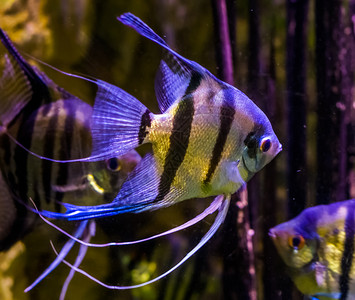 动物已知生活在水中游动的淡天使鱼紧闭水产养殖中受欢迎的宠物来自亚马孙盆地的热带鱼类背景图片