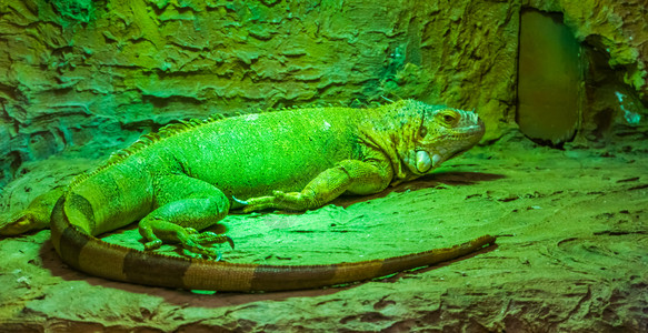 绿色美洲蜥蜴的肖像来自美洲的流行异国宠物热带蜥蜴男爬虫养殖图片