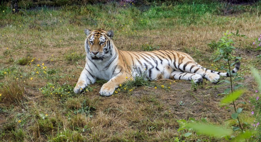 在动物园的草地上躺着一只西比亚虎动物群底格里斯河亚洲人图片