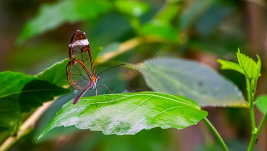 一只美丽的玻璃蝴蝶在大型密闭中来自南美洲的热带昆虫品种开窗的蛱蝶科漏洞图片