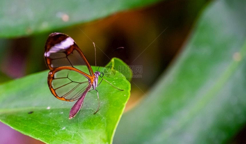 由来自南美洲的热带昆虫品种玻璃蝴蝶热带昆虫和美洲有翼的丰富多彩美国图片
