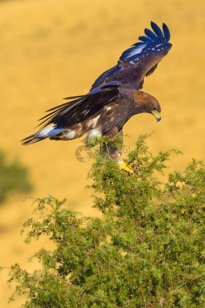 羽毛荒芜之地金鹰AquilaChrysaetos地中海森林卡斯蒂利亚和里昂西班牙欧洲翅膀图片