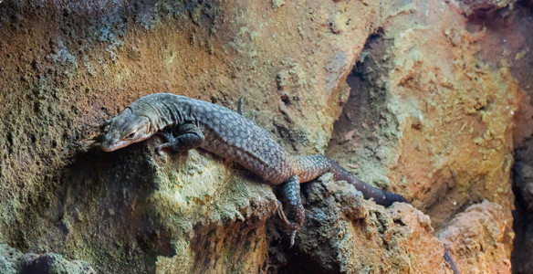 澳洲大岩石玻璃容器大斯托rrsquos监测蜥蜴一种住在澳洲的热带天文宠物生活斯托尔背景