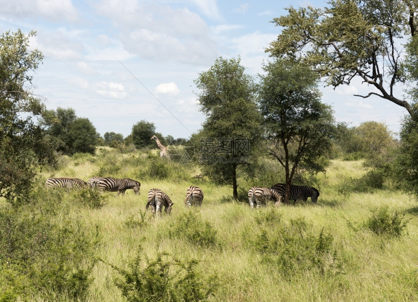 国民非洲南部家公园的野生长颈鹿和斑马Kruger公园警报脸图片
