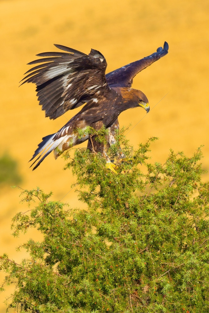 保护生态鸟类学金鹰AquilaChrysaetos西班牙森林卡斯蒂利亚和里昂西班牙欧洲图片