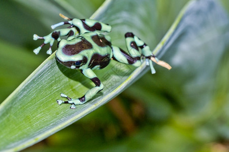 野生动物青蛙背景图片