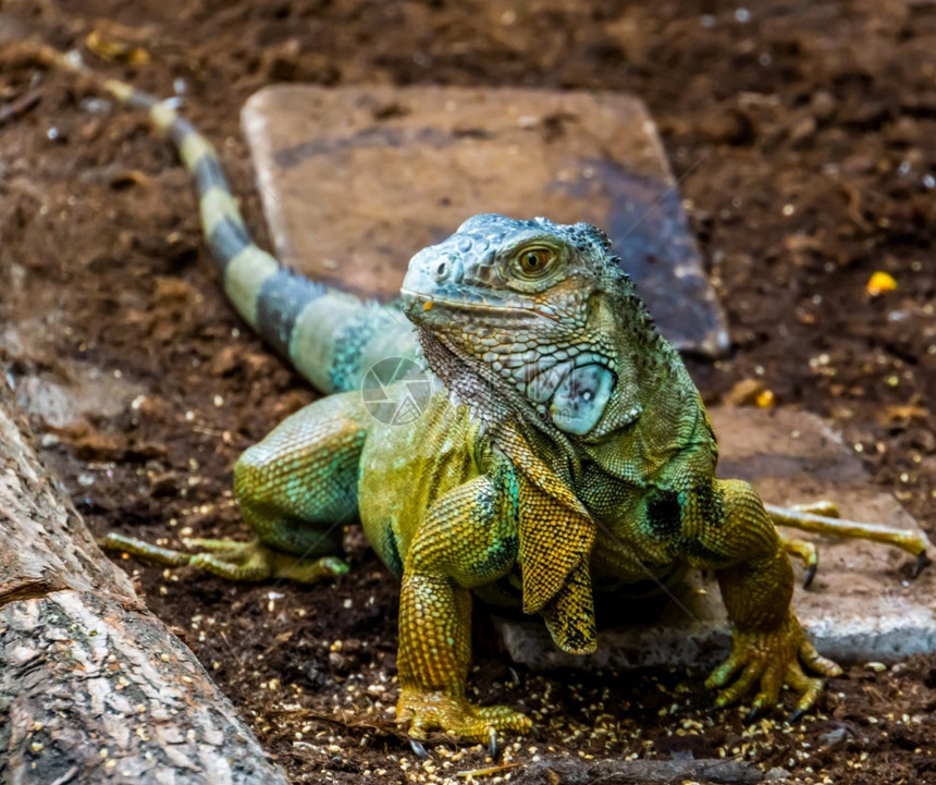 成人橙美籍热带蜥蜴来自美洲的青热带蜥蜴绿色美洲的丽近视肖像爬虫类图片