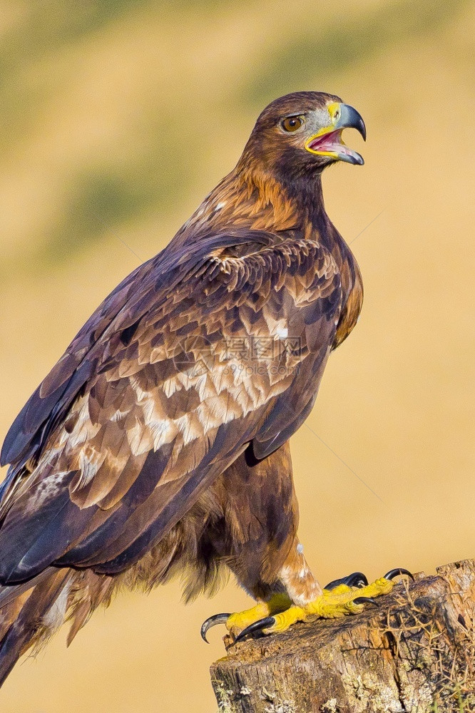 肖像金鹰AquilaChrysaetos西班牙森林卡斯蒂利亚和里昂西班牙欧洲荒野自由图片