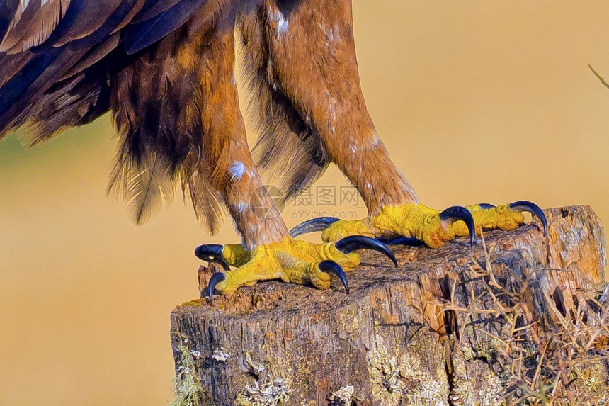 避难所猛禽金鹰AquilaChrysaetos西班牙森林卡斯蒂利亚和里昂西班牙欧洲观鸟图片