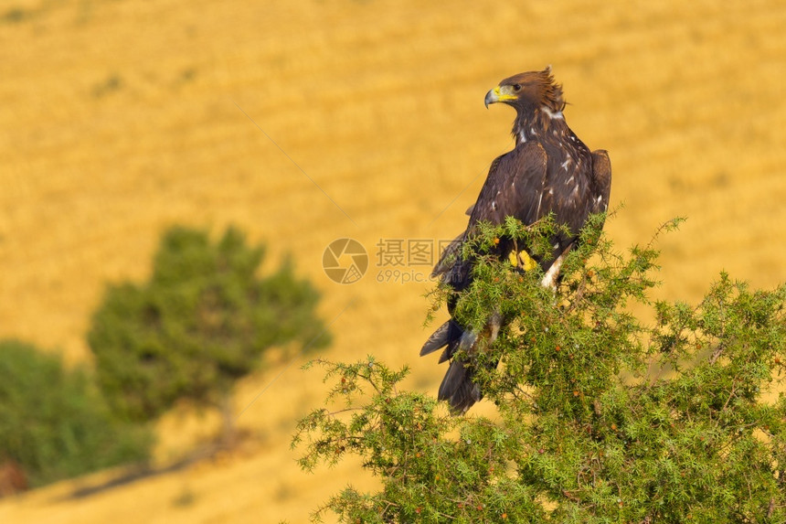 羽毛栖息地动物学金鹰AquilaChrysaetos西班牙森林卡斯蒂利亚和里昂西班牙欧洲图片