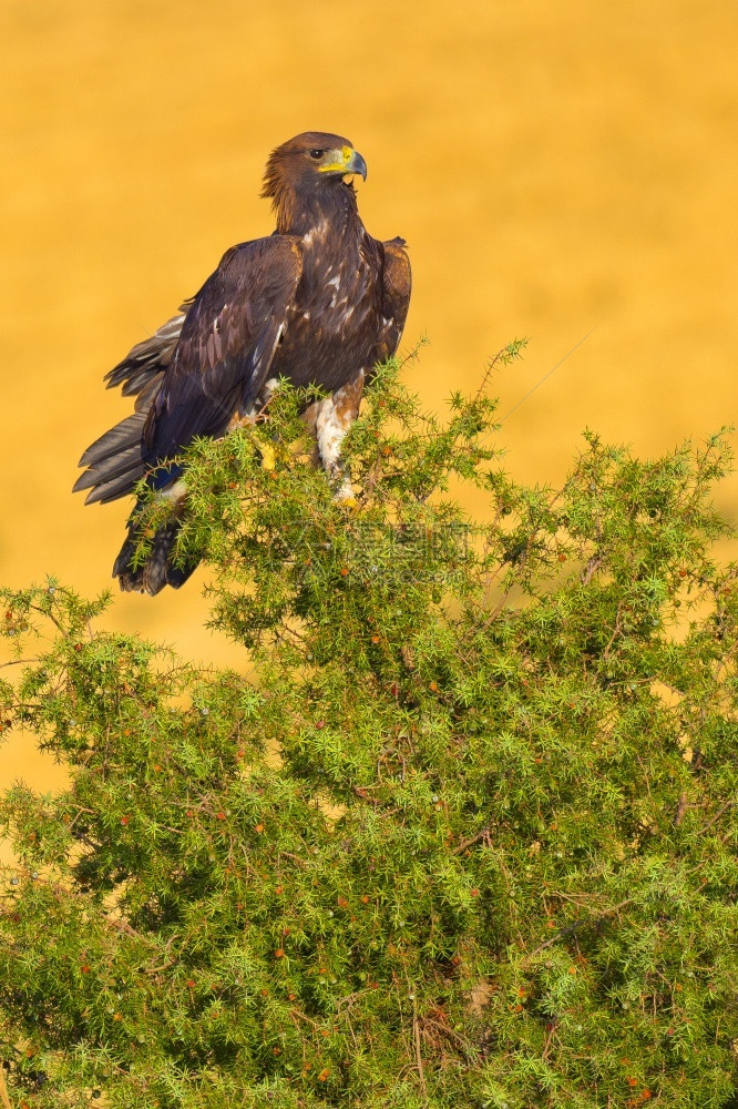栖息地鸟类学金鹰AquilaChrysaetos西班牙森林卡斯蒂利亚和里昂西班牙欧洲野生动物图片