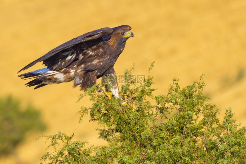 金鹰AquilaChrysaetos西班牙森林卡斯蒂利亚和里昂西班牙欧洲生态保护野动物图片