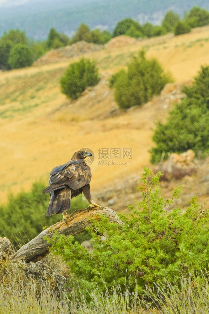 自由金鹰AquilaChrysaetos西班牙森林卡斯蒂利亚和里昂西班牙欧洲观鸟者栖息地图片