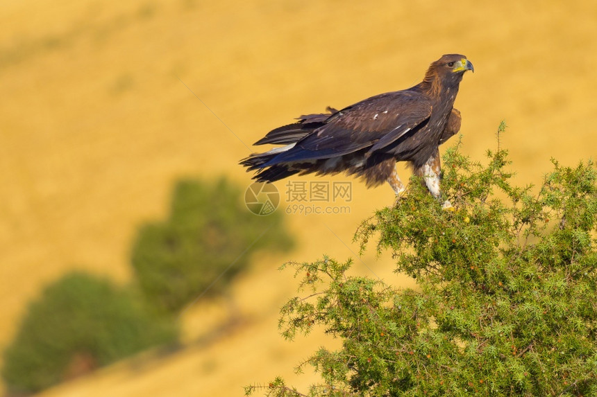 生态金鹰AquilaChrysaetos西班牙森林卡斯蒂利亚和里昂西班牙欧洲观鸟者类学图片