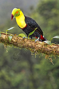 红胸巨嘴鸟自然避难所KeelbulledToucan硫化和冷冻Toucan彩虹卷式ToucanRamphastos硫磺热带雨林哥斯达黎加中背景