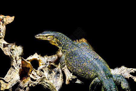 蚱蜢镰原屋毒与来自亚洲的大热带蜥蜴黑色背景隔离的普通水监测器图片
