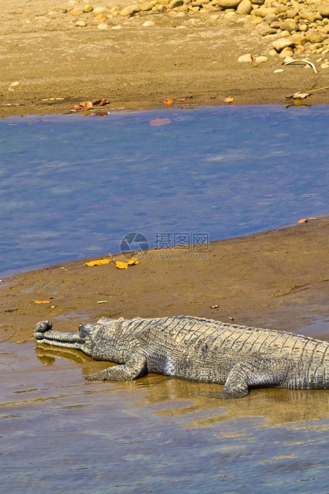爬虫荒芜之地洗澡GharaalGavialGavalilisbangeticus鱼食鳄湿地皇家Bardia公园巴迪亚公园尼泊尔亚图片