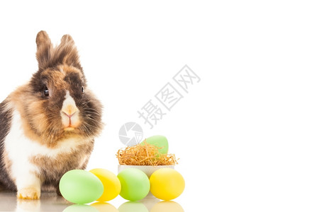 复活节彩蛋和长毛兔图片