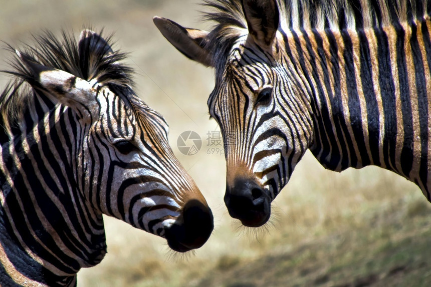 野生动物环境的哺乳平原ZebraEquusquugga自然保护区南非洲图片