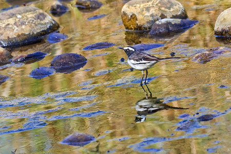 鸟绿生态旅游白眉鹡鸰Motacillamaderaspatensis湿地皇家巴迪亚国公园巴迪亚公园尼泊尔亚洲图片