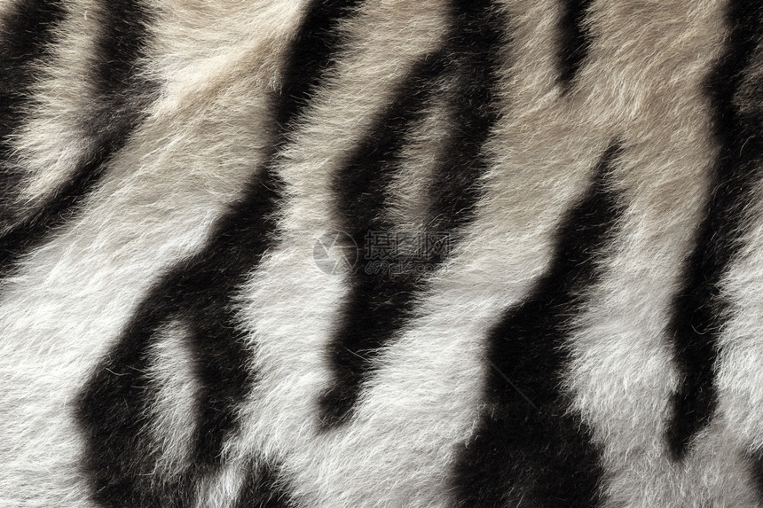 凶猛的老虎的皮毛纹路图片