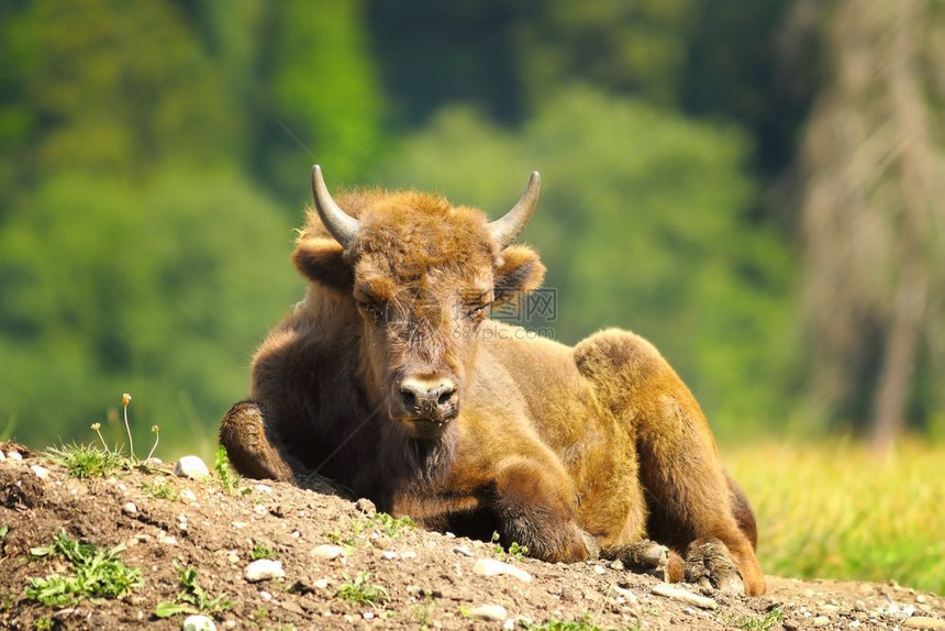 动物学BisonGoodsus栖息在地面上的欧洲野牛稀缺荒图片
