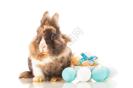 复活节装饰和长毛兔子图片