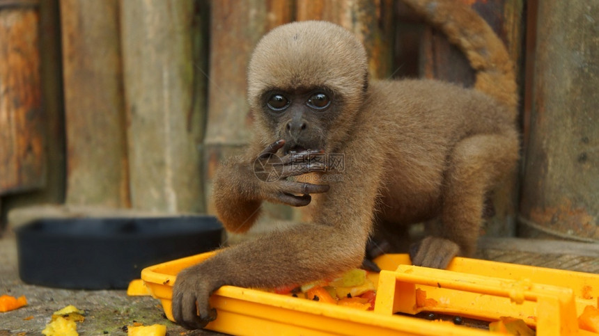 厄瓜多尔在ElCoca动物园吃水果的Chorongo猴子盯着相机镜头看常见名字叫WoollymonkeyChhorongo猴子科图片