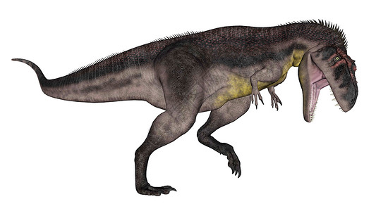 变成化石暴龙恐在白色背景中被孤立地咆哮3D变成暴龙恐的咆哮3D肉食长尾杀手设计图片
