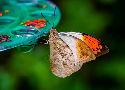 物种腹侧亚洲的美丽热带昆虫种亚马逊岛的绿橙尖蝴蝶日本图片
