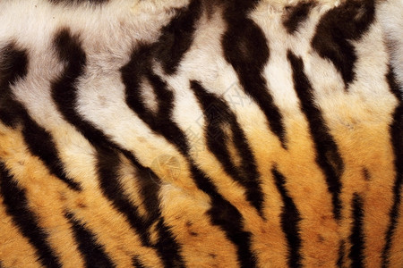 凶猛的老虎的皮肤纹理图片