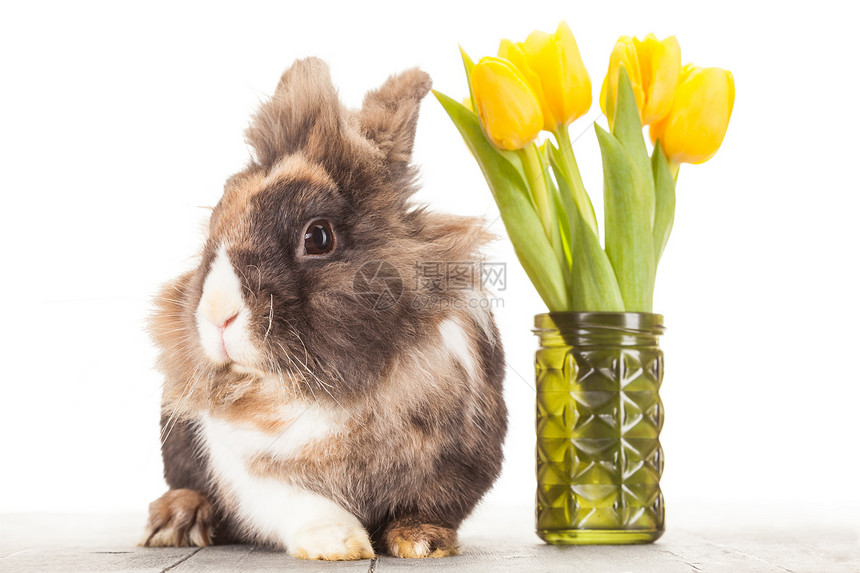 复活节装饰和宠物兔图片