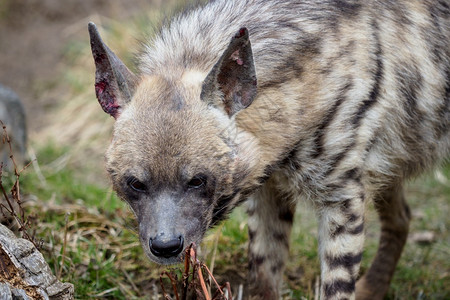 哺乳动物血液危险的条纹鬣狗苏丹娜图片
