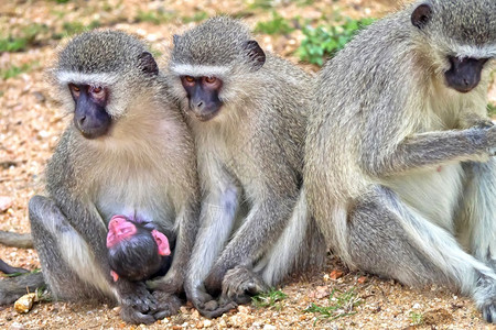 生物学荒野水利南非克鲁格公园克鲁格公园南非洲游猴图片